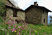 76 Giardino fiorito alle baite della Pigolotta